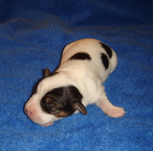 Puppy 3 Female